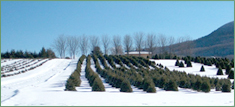 christmas trees tree farm pleasant valley
