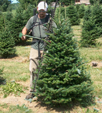 Pleasant Valley Tree Farm - Trimming Christmas Trees